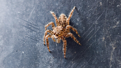 Macro Photography of a Tiny Jumping Spider on a Dark Textured Surface