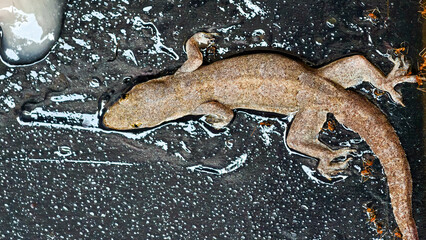 Close-up of a Gecko Trapped in Glue with a Textured Surface
