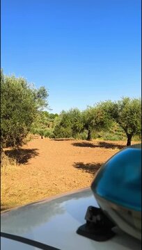 Hurto y robos de aceitunas en olivare
