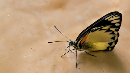 A close-up, detailed view of a beautiful yellow and black butterfly resting on a textured, light...