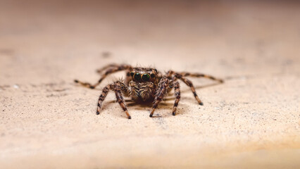 Close-up View of a Jumping Spider on a Wooden Surface, Showcasing its Details