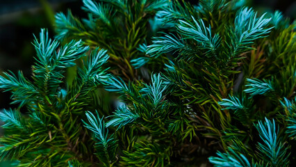 Macro shot of vibrant green and blue foliage with a shallow depth of field