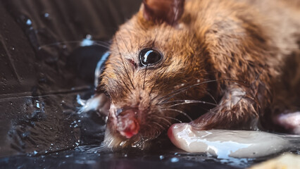 Close-up of a common brown rat struggling after being caught in a sticky, inhumane glue board trap...