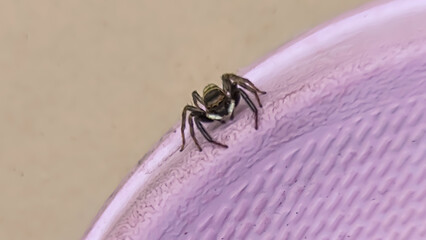 Detailed Close-Up of a Tiny Black Spider on Lilac Textile