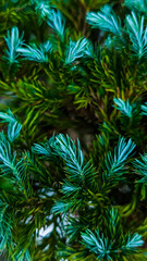 Evergreen elegance enchanting plant a tapestry of nature's intricate details displayed in vivid hues