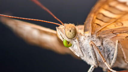 Close-up view of a butterfly, showcasing detailed wings, eyes, and antennae.