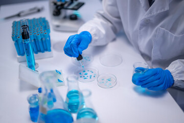Fototapeta premium Scientist dropping blue liquid on petri dish during experiment in laboratory