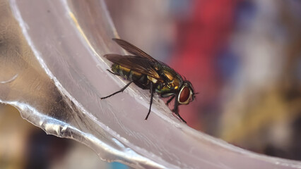 A fly with red eyes rests on a clear, shiny surface, with blurred colors in the background.