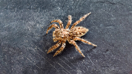 Macro detail of a hairy spider resting quietly on a textured dark surface