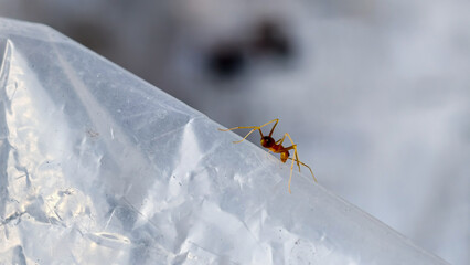 Macro view of a weaver ant crawling across a translucent plastic bag outdoors in bright light