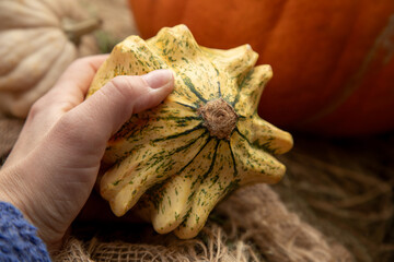 Hand holding small white decorative pumpkin autumn harvest rustic display