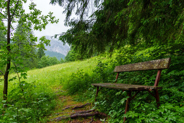 Fototapeta premium beautiful and dramatic landscape in Carpathian forest and path and old wooden bench against a cloudy sky