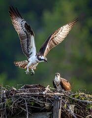 Fototapeta premium An osprey returning to nest, wings spread