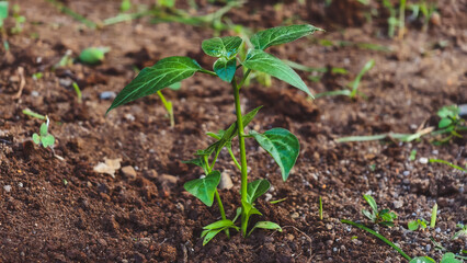 A small green plant growing in dark brown soil, showing new life and growth in a garden setting.