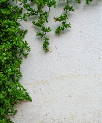 background of white plastered wall slightly weathered and cracked, covered with leaves of climbing plant, beautiful abstraction