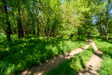 Beautiful spring landscape in the forest with a dirt road, bright sunlight through the leaves of trees on the grass