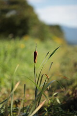 田んぼ脇にある水路に自生する、風変りな穂をつけるガマ