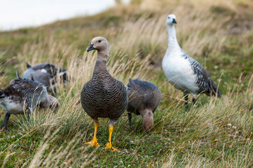 Upland Goose, Chloephaga picta, Tierra del Fuego National Park, Patagonia, Argentina.