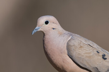 Eared Dove, Zenaida auriculata , Calden forest, La Pampa Province, Patagonia,, Argentina.