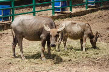 Fototapeta premium Thai buffalo, Raising grow care Thai buffalo on a agriculture farm