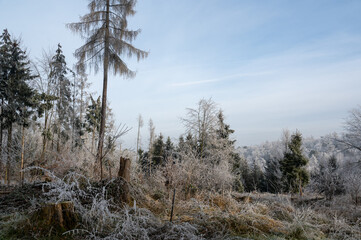 Landscape with trees and hoarfrost on a cold winter day