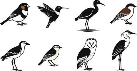 Stylized bird illustration set featuring diverse species in graphic art style with varied postures, colors, and simplified identification details