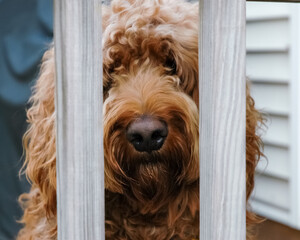 Golden doodle dog behind a wood deck barrier looking through the trundles