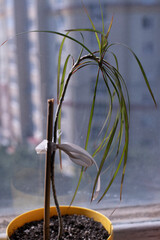 Tall green plant gracefully arches in bright sunlight by the window on a warm afternoon in an urban setting