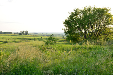 A serene meadow bathed in golden sunlight, with a lone tree standing tall