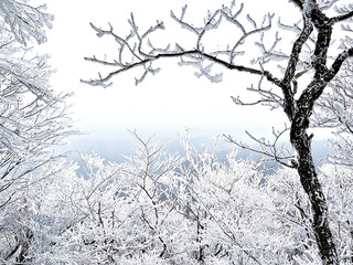霧氷に包まれた冬の森の枝が織りなす幻想的な風景