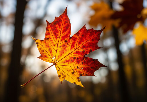 autumn  leaf