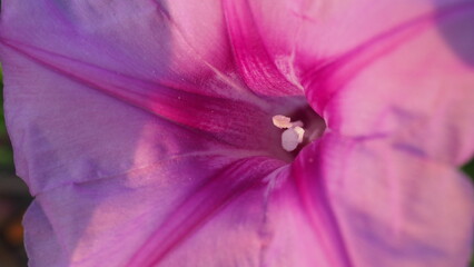 Vibrant Morning Glory bloom reveals intricate pink and purple petals