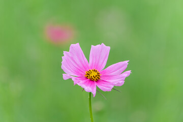 Obraz premium 緑の背景に映えるピンクのコスモスの花のクローズアップ