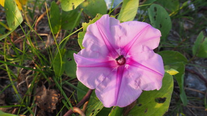 Vibrant Morning Glory bloom reveals intricate pink and purple petals