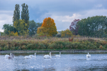 autumn sunny day at the river with swans family 