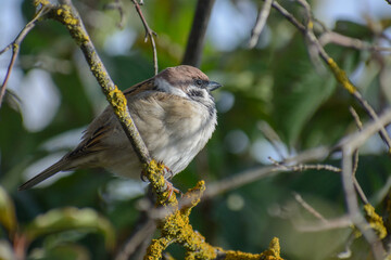 sparrow on a branch