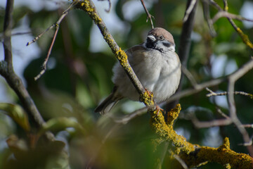 Sparrow on the tree