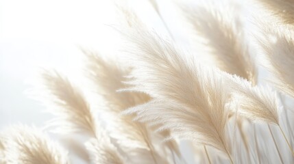 Soft, feathery grasses sway gently in warm light, creating a serene and ethereal atmosphere, evoking tranquility and nature's beauty.