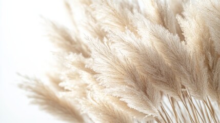 A cluster of soft, fluffy pampas grass with a light, airy appearance against a neutral background.