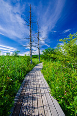 奥日光　戦場ヶ原の木道