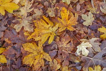 Leaves Abstract