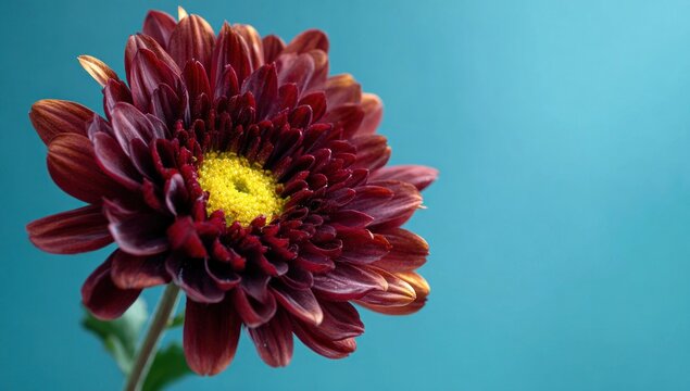 Close-up of a burgundy chrysanthemum with a vibrant yellow center against a teal backdrop