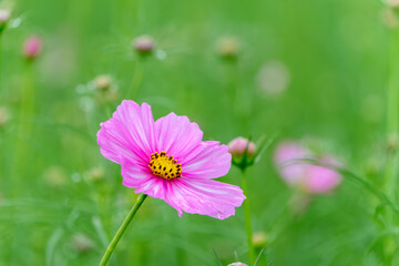 Obraz premium 秋の草原に咲くピンク色のコスモスの花