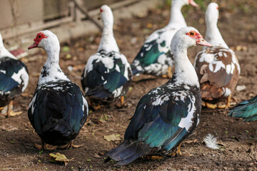 Group of Muscovy Ducks on Farm Dirt Ground. Agritourism