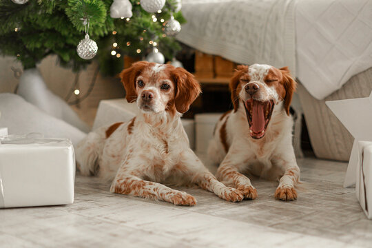 Festive domestic scene with two dogs resting near decorated pine tree. Warm daylight, cozy atmosphere, beautiful fur textures, silver ornaments and white wrapped presents.