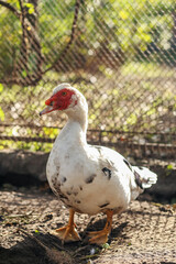 White Muscovy Duck in Sunlight at Rural Farm