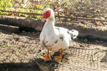 White Muscovy Duck Standing in Sunlit Farm Pen