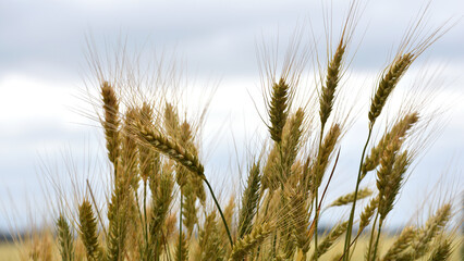 spikelets of golden wheat in the field. Ripe big golden ears of wheat on a yellow background of the field. nature. The idea of a rich summer harvest, agriculture, agro-industrial complex for food.