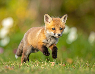 Obraz premium Baby red fox