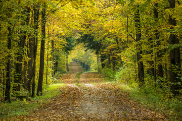 Path in Bialowieza Forest in Poland